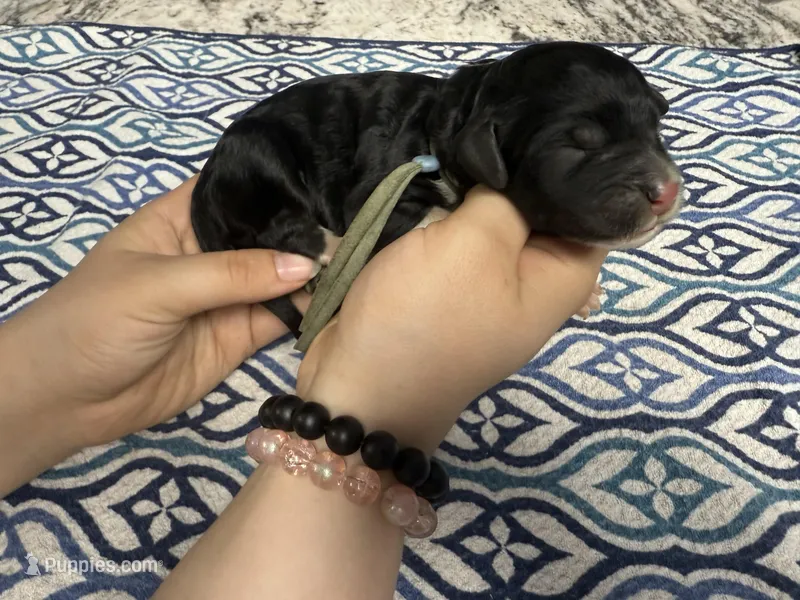 Sprinkles – Sheepadoodle puppy for sale in Chesapeake, VA