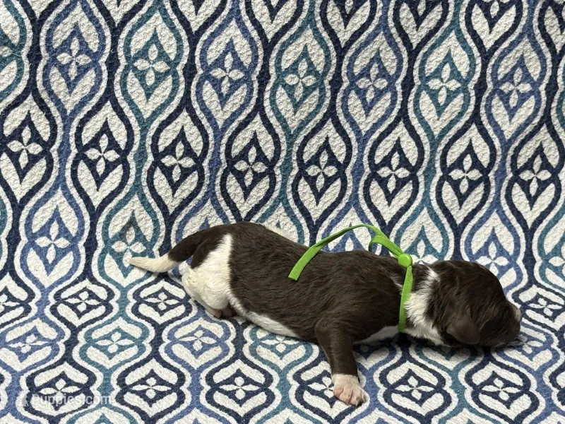 Felix – Poodle - Standard  puppy for sale in Chesapeake, VA