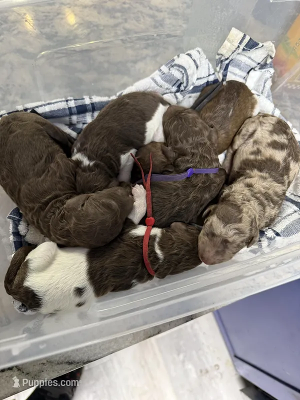 Felix – Poodle - Standard  puppy for sale in Chesapeake, VA