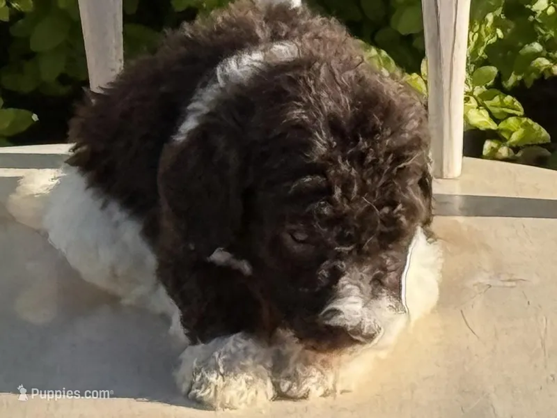 Felix – Poodle - Standard  puppy on hold in Chesapeake, VA