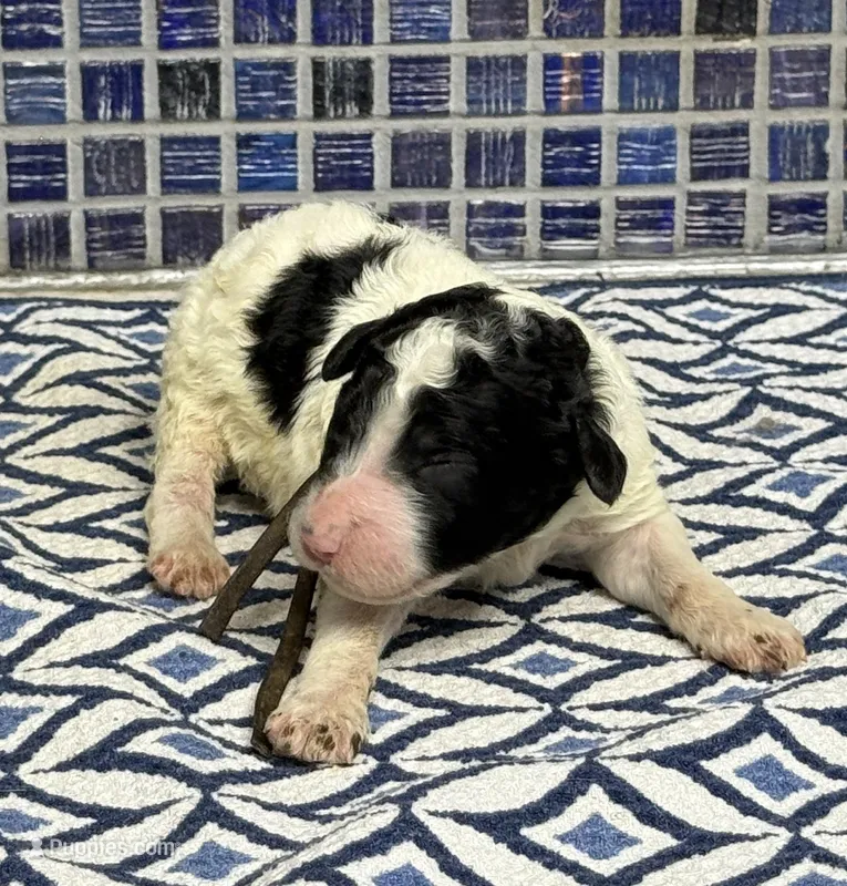 Harlan – Sheepadoodle puppy for sale in Chesapeake, VA