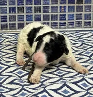 Harlan, a male Sheepadoodle for sale in Chesapeake, VA – 1 of 1