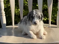 Harley, a male Poodle - Multi-Colored Standard and Sheepadoodle for sale in Chesapeake, VA – 2 of 4