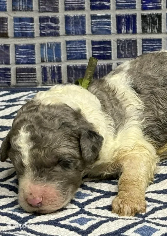 Harley – Poodle - Multi-Colored Standard puppy for sale in Chesapeake, VA