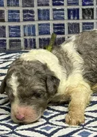 Harley, a male Poodle - Multi-Colored Standard for sale in Chesapeake, VA – Photo 1 of 2