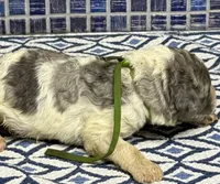 Harley, a male Poodle - Multi-Colored Standard for sale in Chesapeake, VA – Photo 2 of 2