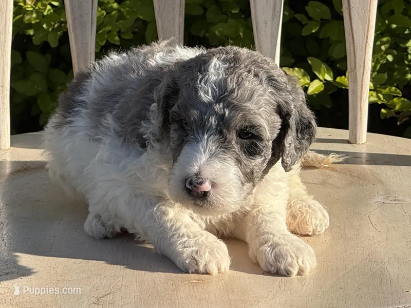 Harley – Poodle - Multi-Colored Standard, Sheepadoodle puppy for sale in Chesapeake, VA