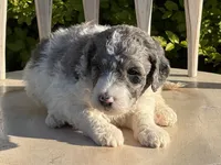 Harley, a male Poodle - Multi-Colored Standard and Sheepadoodle for sale in Chesapeake, VA – 1 of 4