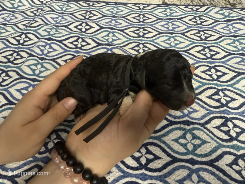 Mopsey – Sheepadoodle puppy for sale in Chesapeake, VA