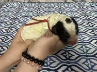 Socks, a male Sheepadoodle for sale in Chesapeake, VA – 1 of 1