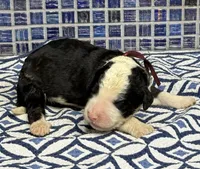 Thalli, a male Sheepadoodle for sale in Chesapeake, VA – Photo 2 of 2