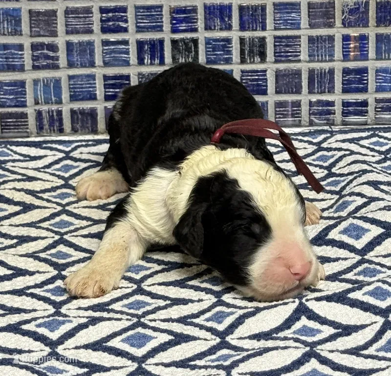 Thalli – Sheepadoodle puppy for sale in Chesapeake, VA