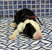 Thalli, a male Sheepadoodle for sale in Chesapeake, VA – Photo 1 of 2