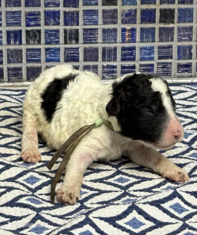 Harel – Sheepadoodle puppy for sale in Chesapeake, VA