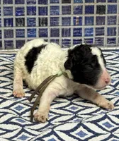 Harel, a male Sheepadoodle for sale in Chesapeake, VA – 1 of 1