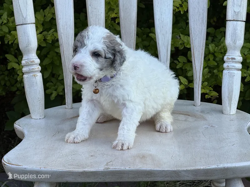 Hara – Sheepadoodle, Poodle - Standard  puppy for sale in Chesapeake, VA