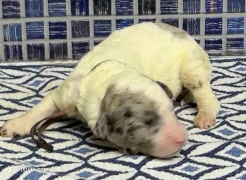 Hara – Poodle - Multi-Colored Standard puppy for sale in Chesapeake, VA