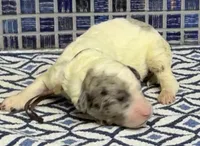 Hara, a female Poodle - Multi-Colored Standard for sale in Chesapeake, VA – Photo 1 of 2