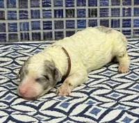 Hara, a female Poodle - Multi-Colored Standard for sale in Chesapeake, VA – Photo 2 of 2