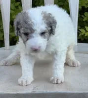 Hara, a female Sheepadoodle and Poodle - Standard  for sale in Chesapeake, VA – 2 of 4