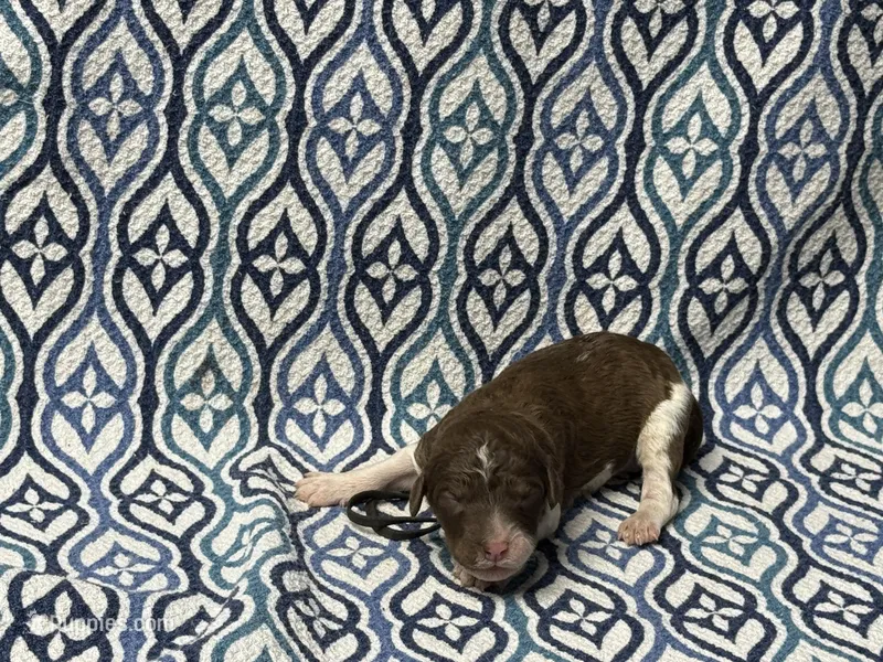 Rune – Poodle - Standard  puppy for sale in Chesapeake, VA