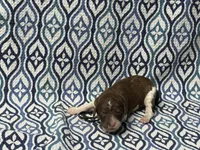 Rune, a female Poodle - Standard  for sale in Chesapeake, VA – Photo 1 of 5