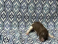 Rune, a female Poodle - Standard  for sale in Chesapeake, VA – Photo 3 of 5