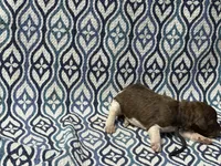 Rune, a female Poodle - Standard  for sale in Chesapeake, VA – Photo 5 of 5