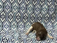 Rune, a female Poodle - Standard  for sale in Chesapeake, VA – Photo 4 of 5