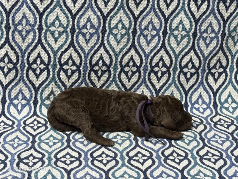 McKay – Poodle - Standard  puppy for sale in Chesapeake, VA