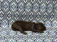 McKay, a male Poodle - Standard  for sale in Chesapeake, VA – Photo 1 of 3