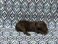 McKay, a male Poodle - Standard  for sale in Chesapeake, VA – Photo 3 of 3