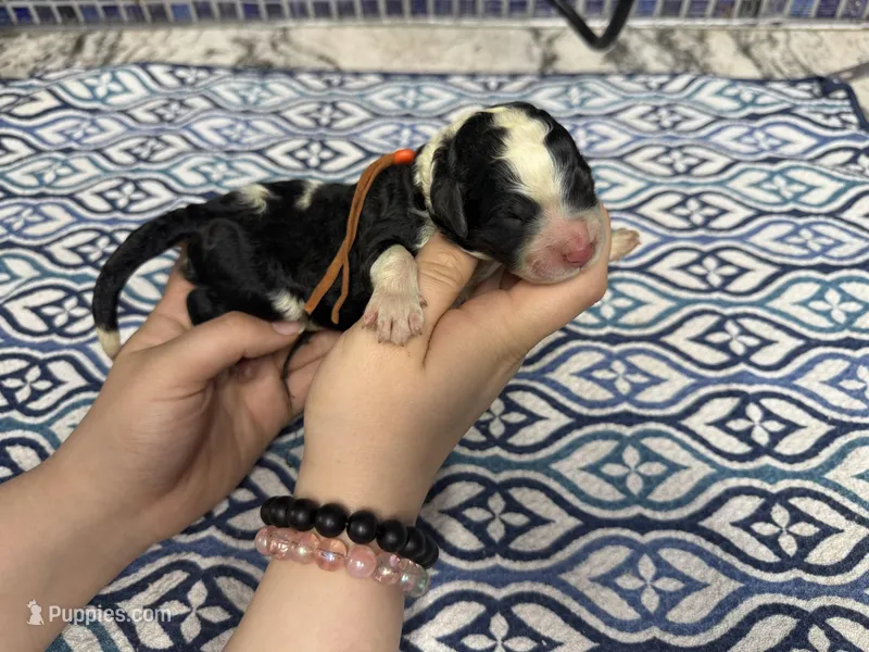 Carrot – Sheepadoodle puppy for sale in Chesapeake, VA