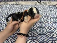 Carrot, a female Sheepadoodle for sale in Chesapeake, VA – 1 of 1