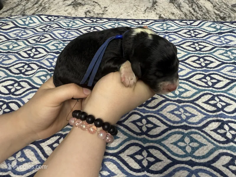 Jellybean  – Sheepadoodle puppy for sale in Chesapeake, VA