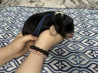Jellybean , a female Sheepadoodle for sale in Chesapeake, VA – 1 of 1