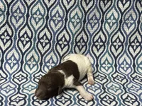 Ash, a male Poodle - Standard  for sale in Chesapeake, VA – Photo 3 of 5