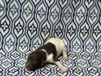 Ash, a male Poodle - Standard  for sale in Chesapeake, VA – Photo 4 of 5