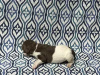 Ash, a male Poodle - Standard  for sale in Chesapeake, VA – Photo 5 of 5