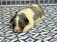 Kell, a male Poodle - Multi-Colored Standard for sale in Chesapeake, VA – Photo 2 of 3