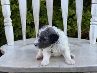 Kell, a male Poodle - Multi-Colored Standard and Sheepadoodle for sale in Chesapeake, VA – 2 of 5