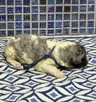 Kell, a male Poodle - Multi-Colored Standard for sale in Chesapeake, VA – Photo 3 of 3