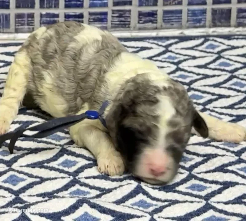 Kell – Poodle - Multi-Colored Standard puppy for sale in Chesapeake, VA