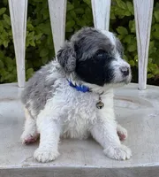 Kell, a male Poodle - Multi-Colored Standard and Sheepadoodle for sale in Chesapeake, VA – 1 of 5