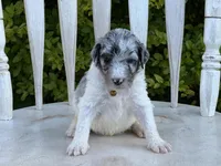 Maie, a female Poodle - Multi-Colored Standard for sale in Chesapeake, VA – 2 of 4