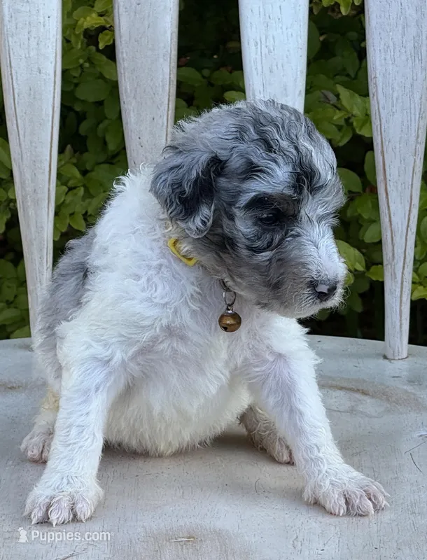 Maie – Poodle - Multi-Colored Standard puppy for sale in Chesapeake, VA