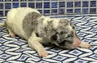 Maie, a female Poodle - Multi-Colored Standard for sale in Chesapeake, VA – Photo 2 of 2