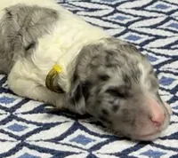 Maie, a female Poodle - Multi-Colored Standard for sale in Chesapeake, VA – Photo 1 of 2