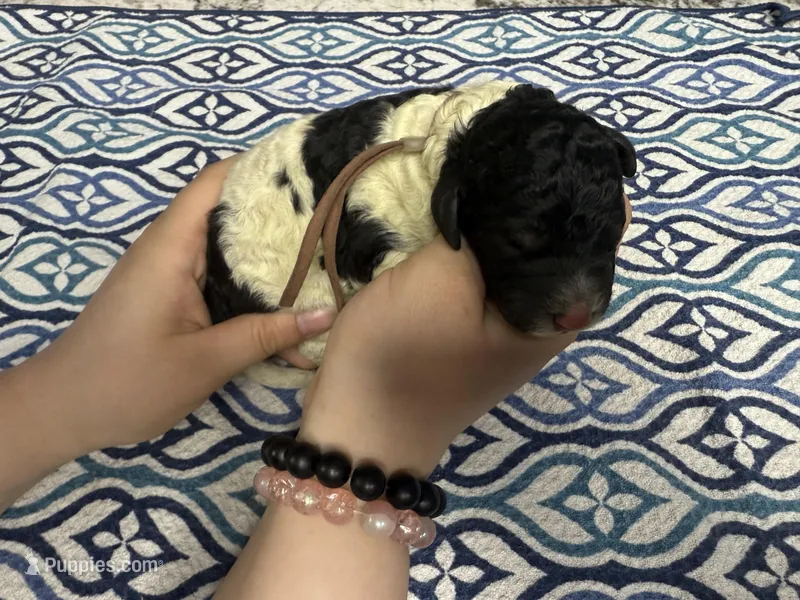 Thumper – Sheepadoodle puppy for sale in Chesapeake, VA