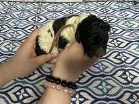Thumper, a male Sheepadoodle for sale in Chesapeake, VA – 1 of 1